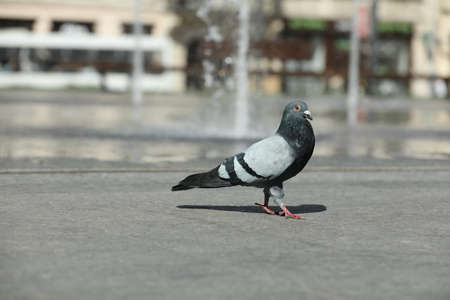 Beautiful gray dove on city street, space for textの写真素材