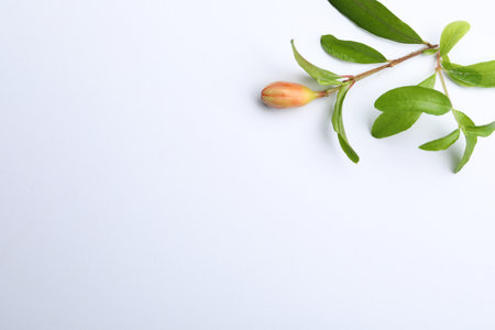 Pomegranate branch with green leaves and bud on white background, top view. Space for textの写真素材