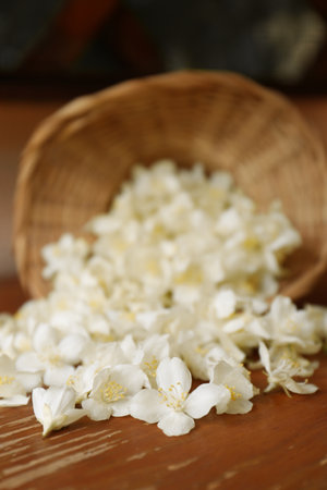 Beautiful white jasmine flowers on wooden table, closeup. Space for textの写真素材