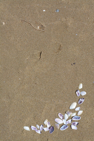 Many beautiful sea shells on wet sand, flat lay. Space for textの写真素材
