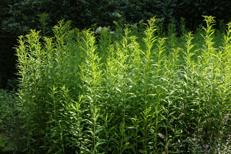 Beautiful perennial tarragon plant growing in garden