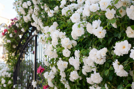 Beautiful blooming rose bush climbing on metal fence outdoorsの写真素材