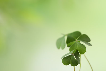 Clover leaves on blurred background, space for text. St. Patrick's Day symbolの写真素材