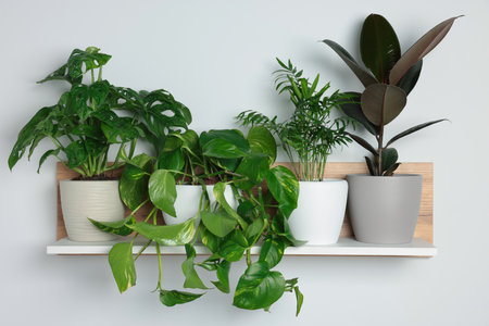 Different potted house plants on shelf near white wallの写真素材