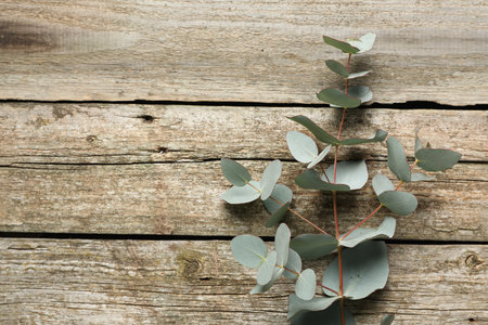 Eucalyptus branch with fresh green leaves on wooden table, top view. Space for textの写真素材