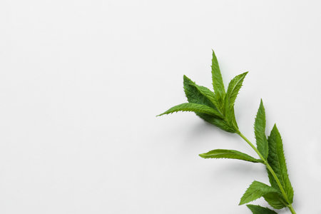 Beautiful green mint on white table, top view. Space for textの写真素材