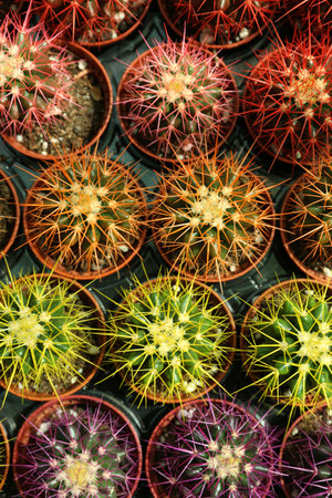 Pots with beautiful colorful cacti in plant tray, flat layの写真素材
