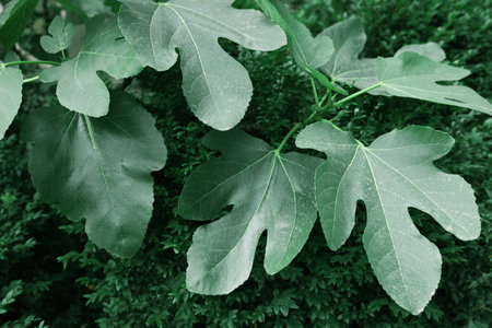 Beautiful fig tree with green leaves outdoors. tropical plant