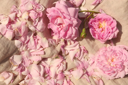 Beautiful tea roses and petals on beige fabric, above view