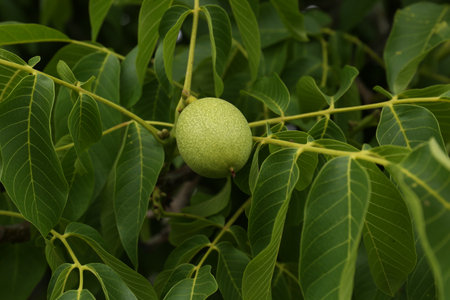 Green unripe walnut on tree branch outdoors, closeupの写真素材
