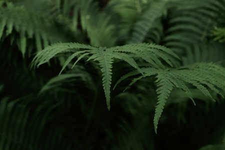 Beautiful fern with lush green leaves growing outdoors, closeupの写真素材