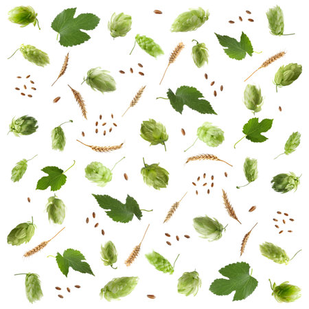 Hops, green leaves and ears of wheat on white background