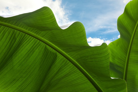 Close up view of banana plant with beautiful green leaves outdoors. tropical vegetationの写真素材