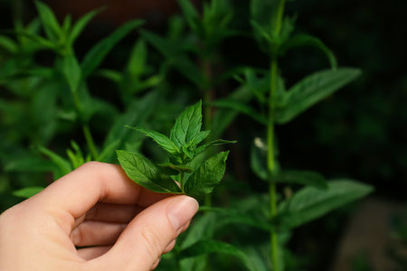 Woman picking fresh green mint outdoors, closeupの写真素材