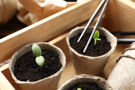 Young seedlings in wooden crateの写真素材