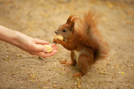 Woman giving walnuts to cute squirrel outdoors, closeupの写真素材