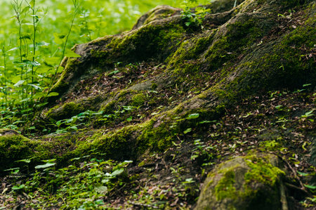 Tree roots overgrown with beautiful green grass outdoors, closeup