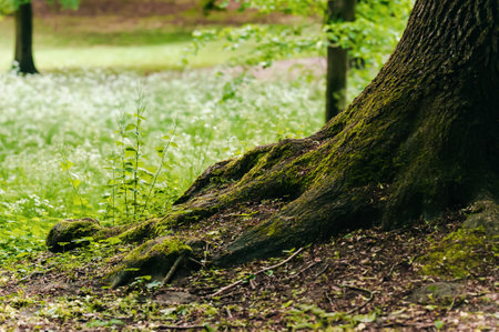 Tree roots overgrown with beautiful green grass in forest, space for text