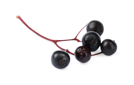 Delicious ripe black elderberries isolated on whiteの写真素材