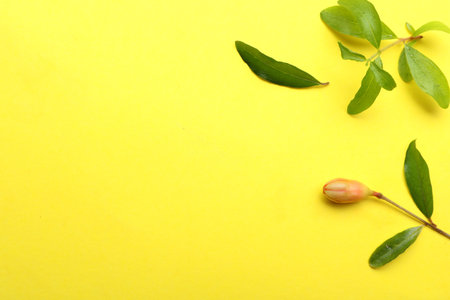Pomegranate branches with green leaves and bud on yellow background, flat lay. Space for textの写真素材