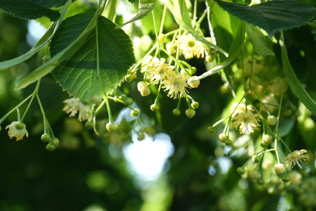 Beautiful linden tree with blossoms and green leaves outdoors on sunny day, closeupの写真素材