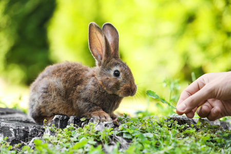 Woman feeding cute fluffy rabbit with grass outdoors, closeupの写真素材