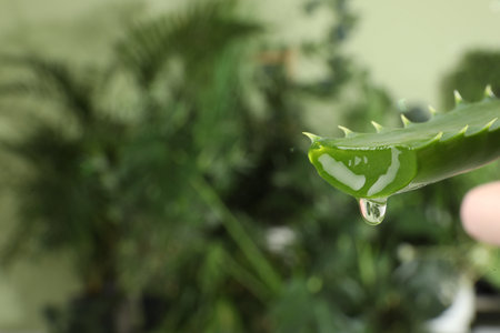 Leaf of aloe plant with water drop outdoors, closeup. Space for textの写真素材