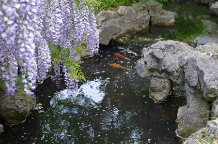 Beautiful Chinese wisteria growing near pond with koi carps in parkの写真素材