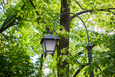Beautiful street light lamp in park, low angle viewの写真素材