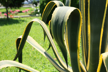 Beautiful agave plant with green leaves outdoors on sunny day, closeup