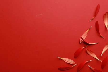 Beautiful fresh gerbera petals on red background, flat lay. Space for textの写真素材