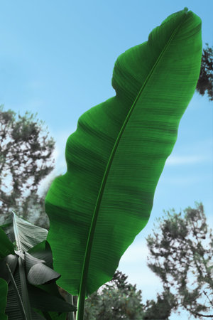 Beautiful green leaf of banana plant outdoors, closeup. tropical vegetation