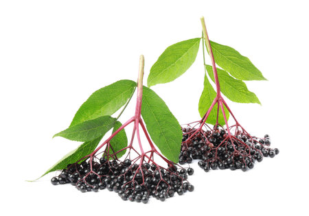 Bunches of ripe elderberries and green leaves on white background