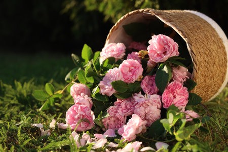 Overturned wicker basket with beautiful tea roses on green grass in gardenの写真素材