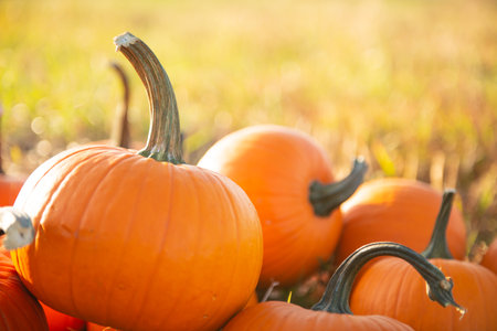 Many ripe orange pumpkins in field outdoors, closeup