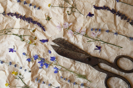 Beautiful flowers dried and old scissors on crumpled paper, flat layの写真素材