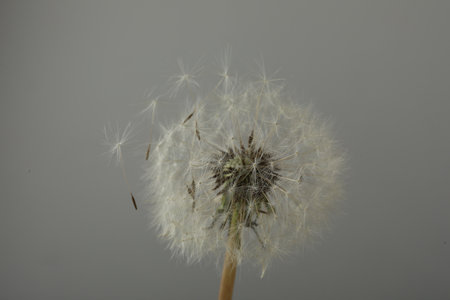 Beautiful fluffy dandelion flower on gray background, closeup.