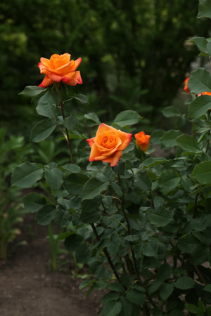 Beautiful blooming rose bush with orange flowers outdoorsの写真素材