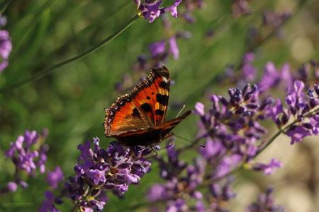 Closeup view of beautiful lavender with butterfly in field on sunny dayの写真素材