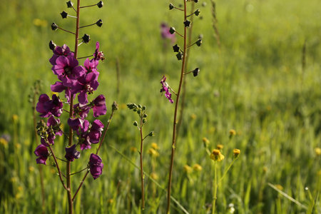 Beautiful flowers growing in meadow on sunny day