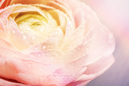 Beautiful ranunculus flower with dew drops, closeup