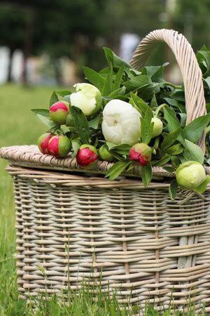 Many beautiful peony buds in basket on green grass outdoors, closeupの写真素材