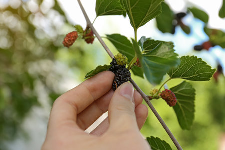 Woman picking up tasty ripe mulberry in garden, closeupの写真素材