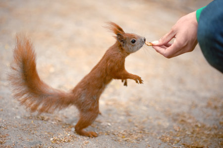 Woman giving walnut to cute squirrel outdoors, closeupの写真素材