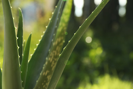 Closeup view of beautiful aloe vera plant outdoors on sunny dayの写真素材