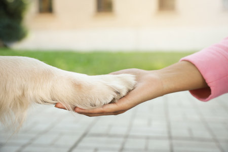 Young African-American woman and her Golden Retriever dog outdoors, closeupの写真素材