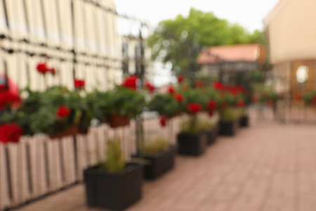 Blurred view of beautiful potted red geranium flowers growing outdoorsの写真素材
