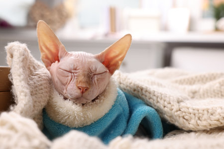 Cute Sphynx cat in warm sweater sleeping at home, space for text. Lovely petの写真素材