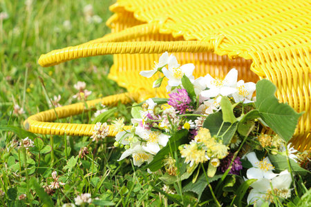 Yellow wicker bag with different wildflowers and herbs in meadow on sunny day, closeupの写真素材