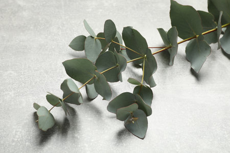 Eucalyptus branch with fresh green leaves on light gray stone background, closeupの写真素材